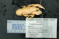 Procambarus gracilis image